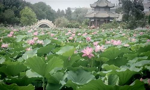 古莲花池景点介绍_古莲花池景点介绍300字